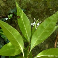 Pseuderanthemum latifolium (Vahl) B.Hansen